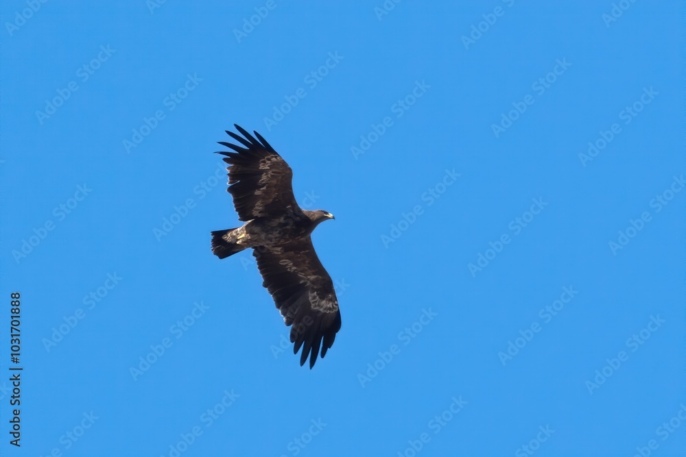 steppe eagle or Aquila nipalensis at Jorbeer carcass dump in Rajasthan, India steppe eagle or Aquila nipalensis at Jorbeer carcass dump in Rajasthan, India