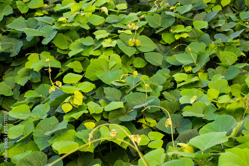 Tropical kudzu vines leaves