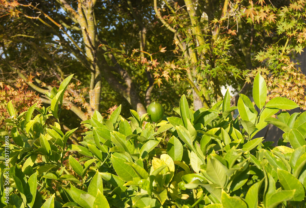 Naklejka premium One lime surrounded by many green leafs with multiple trees in the background.
