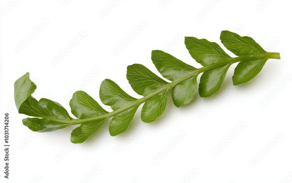 Fototapeta premium A green fern frond, its delicate, spiraled leaves unfurling, isolated on a pristine white background