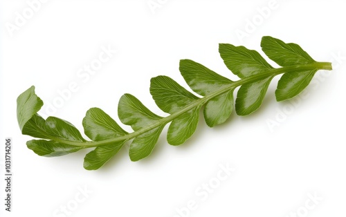 A green fern frond, its delicate, spiraled leaves unfurling, isolated on a pristine white background photo