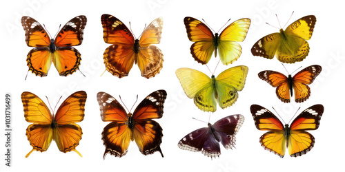 Colorful Butterflies Collection,PNG set collection, isolated on transparent background