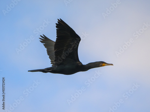 Great cormorant gracefully soaring through a clear blue sky over Danube river waters during daylight hours