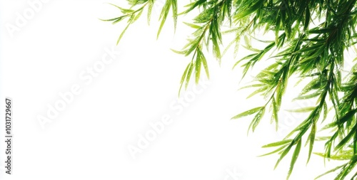 Lush green leaves against a white background, creating a fresh and natural aesthetic.