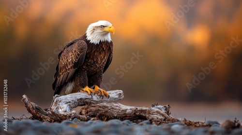 A powerful eagle perches on a weathered log, set against the breathtaking backdrop of misty mountains at sunset, symbolizing strength and natural beauty. photo