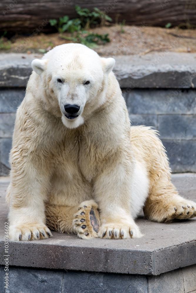 Fototapeta premium a lonely polar bear in a zoo
