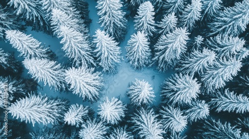 Aerial view of snow-covered evergreen trees in a winter landscape.