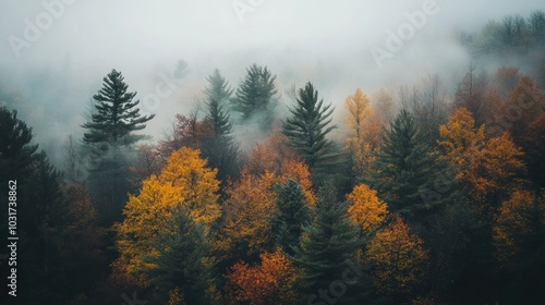 A misty forest scene with vibrant autumn foliage and evergreen trees.