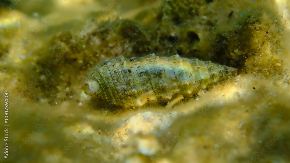 Seashell of common cerith or European cerith (Cerithium vulgatum) undersea, Aegean Sea, Greece, Halkidiki, Kakoudia beach Seashell of common cerith or European cerith (Cerithium vulgatum) undersea, Aegean Sea, Greece, Halkidiki, Kakoudia beach