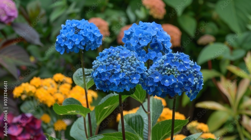 Vibrant Blue Hydrangeas in Lush Garden Setting Vibrant Blue Hydrangeas in Lush Garden Setting