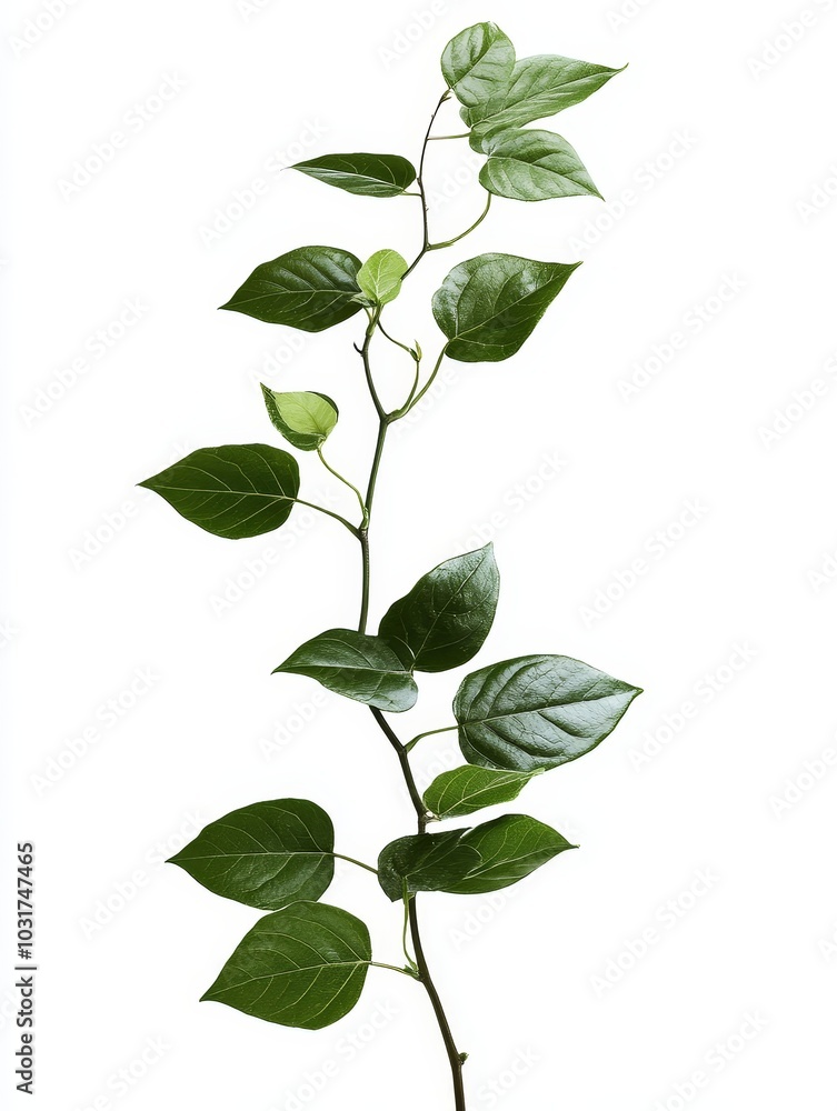 A delicate jungle branch with lush green leaves, symbolizing growth, nature, life, tranquility, and serenity. A delicate jungle branch with lush green leaves, symbolizing growth, nature, life, tranquility, and serenity.