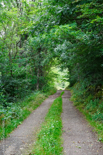 Dirt road with green leafy vegetation. 