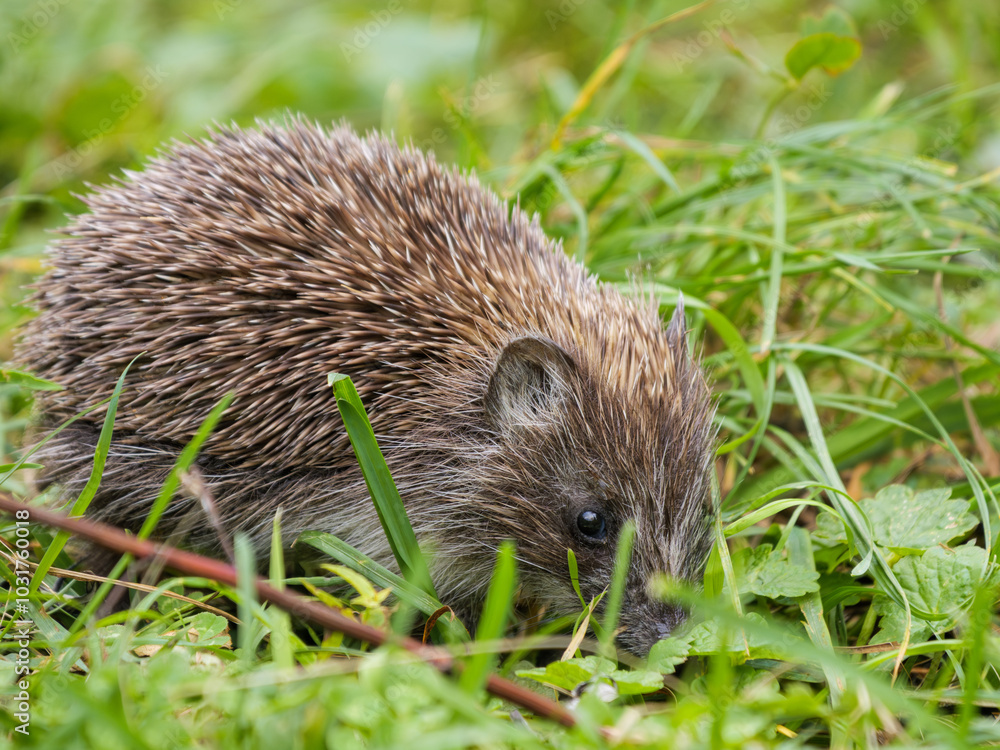 A close-up view of a hedgehog foraging through green grass in a garden A close-up view of a hedgehog foraging through green grass in a garden