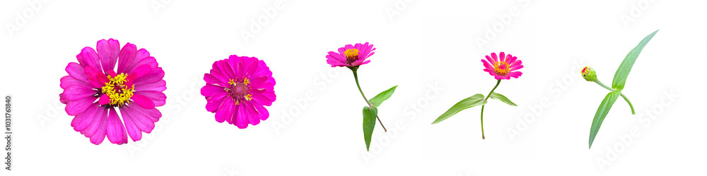 -.Isolated pink zinnia flowers Sort the sizes from largest to smallest and the age from oldest to youngest. Soft and selective focus. -.Isolated pink zinnia flowers Sort the sizes from largest to smallest and the age from oldest to youngest. Soft and selective focus.