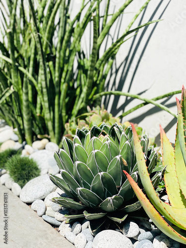 A close-up of an agave plant and various succulents set in a bed of smooth river rocks, with tall green foliage in the background. Ideal for gardening and nature themes. photo