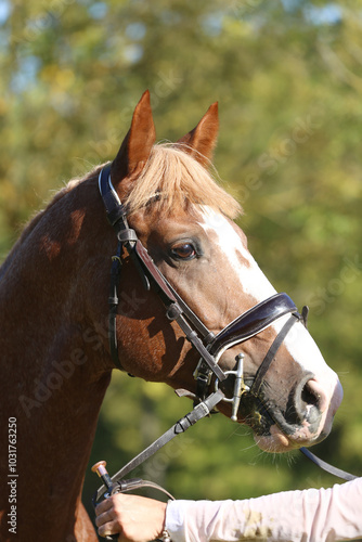 Closeup portrait of a purebred stallion on animal survey show otdoors summertime