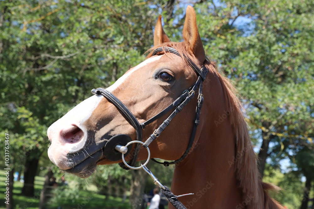 Fototapeta premium Closeup portrait of a purebred stallion on animal survey show otdoors summertime
