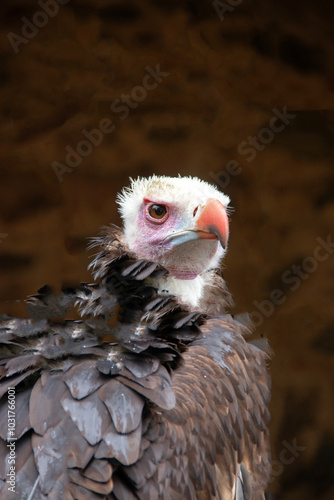 Portrait d'un vautour à tête blanche photo