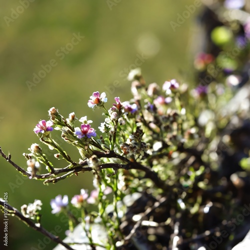 set of beautiful twig with colorful flowers