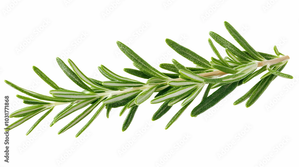 Fototapeta premium Fresh Sprig of Rosemary Isolated on White Background.