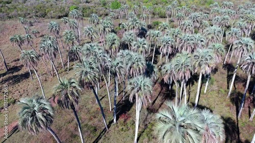 Aerial view of Yatay Palms (Butia yatay) forming a dense green canopy within El Palmar National Park in Entre Ríos, Argentina.