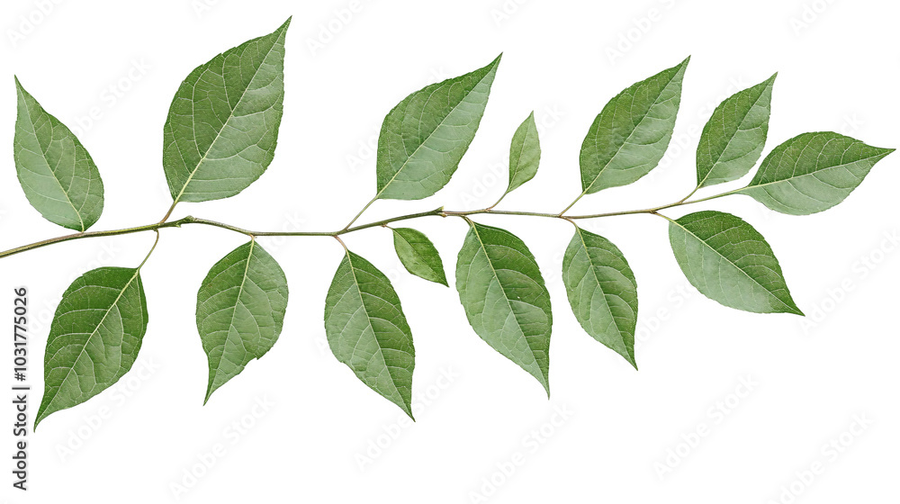 Fresh Green Leaves on a White Background for Natural and Elegant Designs Fresh Green Leaves on a White Background for Natural and Elegant Designs