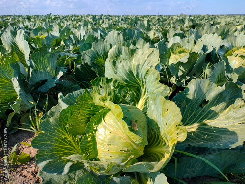 Cabbage ripens in a farmer's field. An environmentally friendly vegetable.