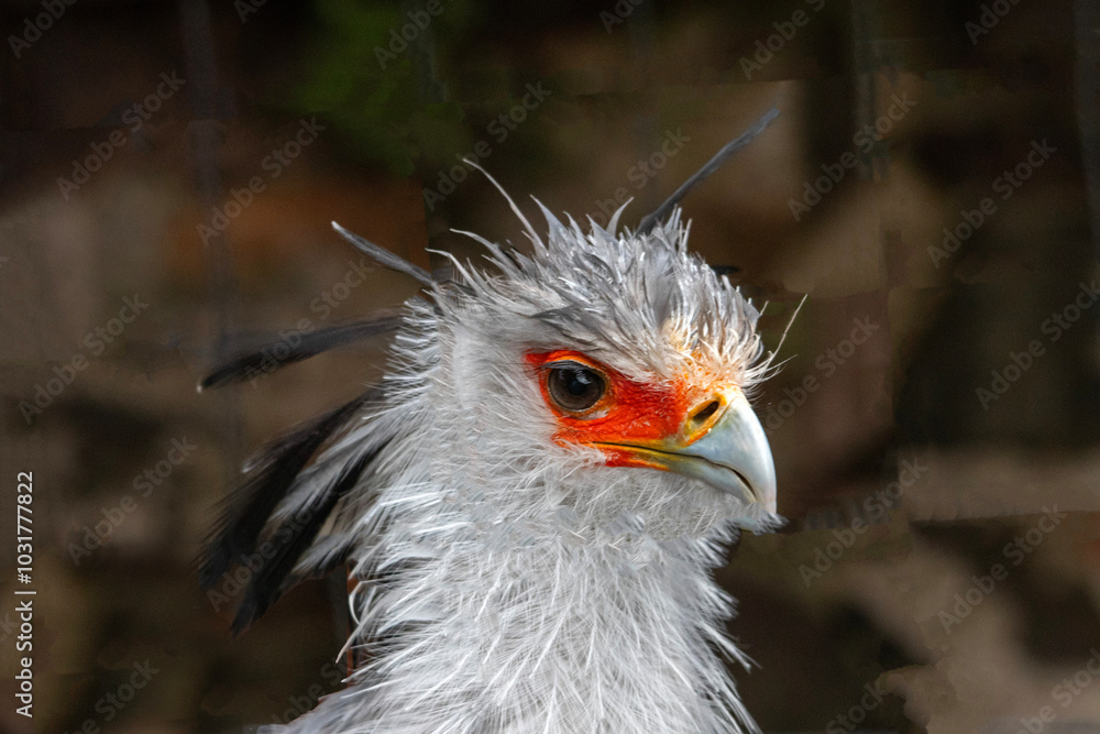 Portrait d'un oiseau messager du sagittaire, également appelé serpentaire Portrait d'un oiseau messager du sagittaire, également appelé serpentaire