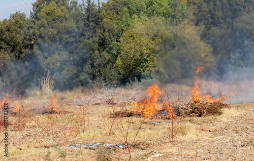 Burning dry stalk residues of sesame crops in the field in cost of a danger and a fire hazard for the nearby forest and buildings. photo