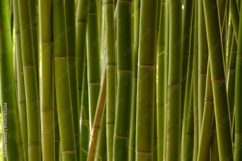 Obraz premium chic green bamboo background, wallpaper