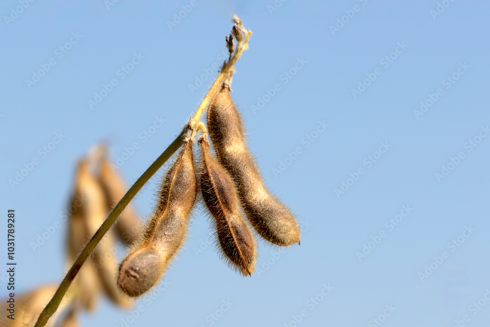Fototapeta premium Dry beans of soybean at harvesting time in autumn