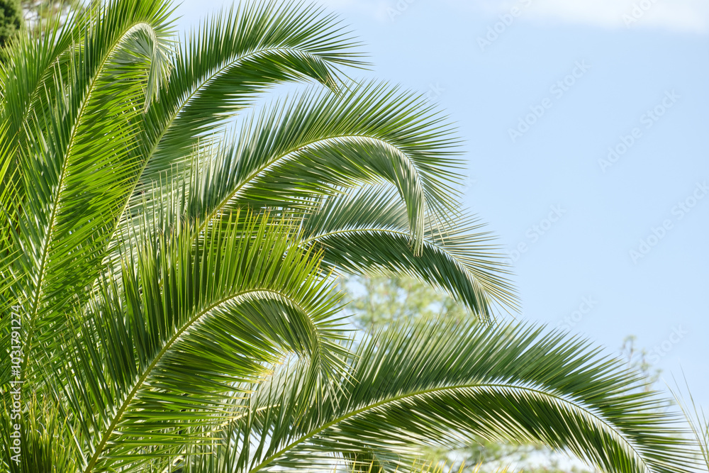 bright green palm leaves against the blue sky create a summer mood bright green palm leaves against the blue sky create a summer mood