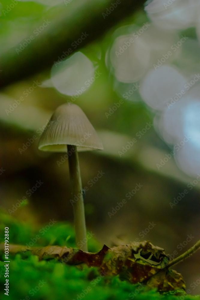 mushroom in the forest, Mycena Galopus mushroom in the forest, Mycena Galopus