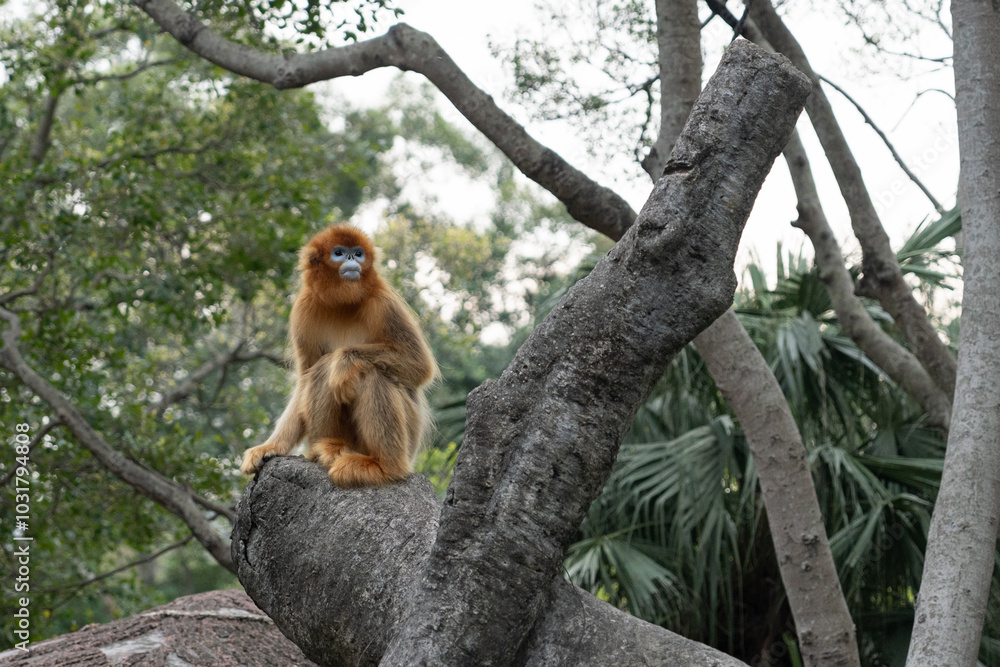 Naklejka premium A Golden Snub-nosed Monkey