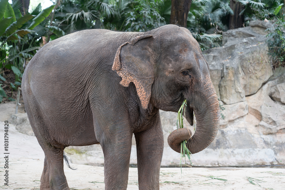 Fototapeta premium An elephant photo taken in China