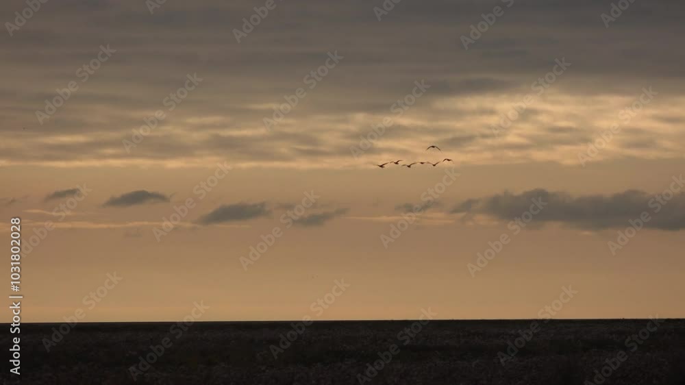 Birds flying in the golden light of winter having flown south to England from Russia and Greenland. Pink foot geese on migration UK 4K Birds flying in the golden light of winter having flown south to England from Russia and Greenland. Pink foot geese on migration UK 4K