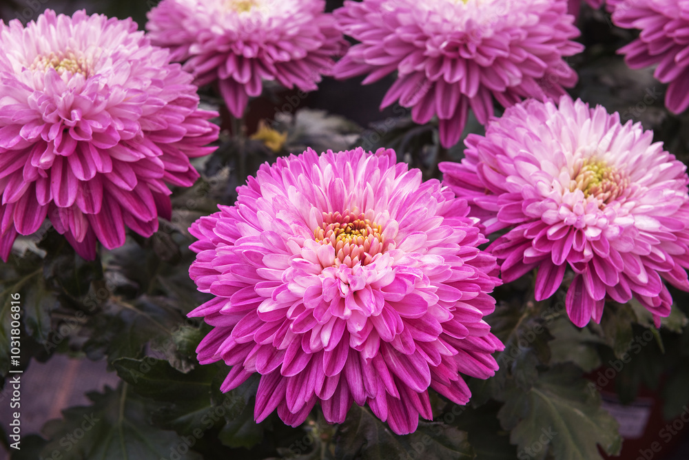 Chrysanthemum Zembla. A universal material for flower arrangements Chrysanthemum Zembla. A universal material for flower arrangements