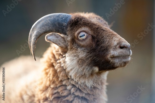 Close-up shot of a Badger Face Welsh Mountain sheep with blurred background, on a sunny day photo