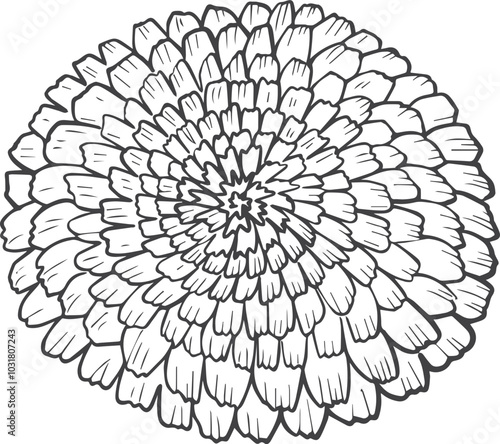 Marigold Flower Outline hand-drawn svg