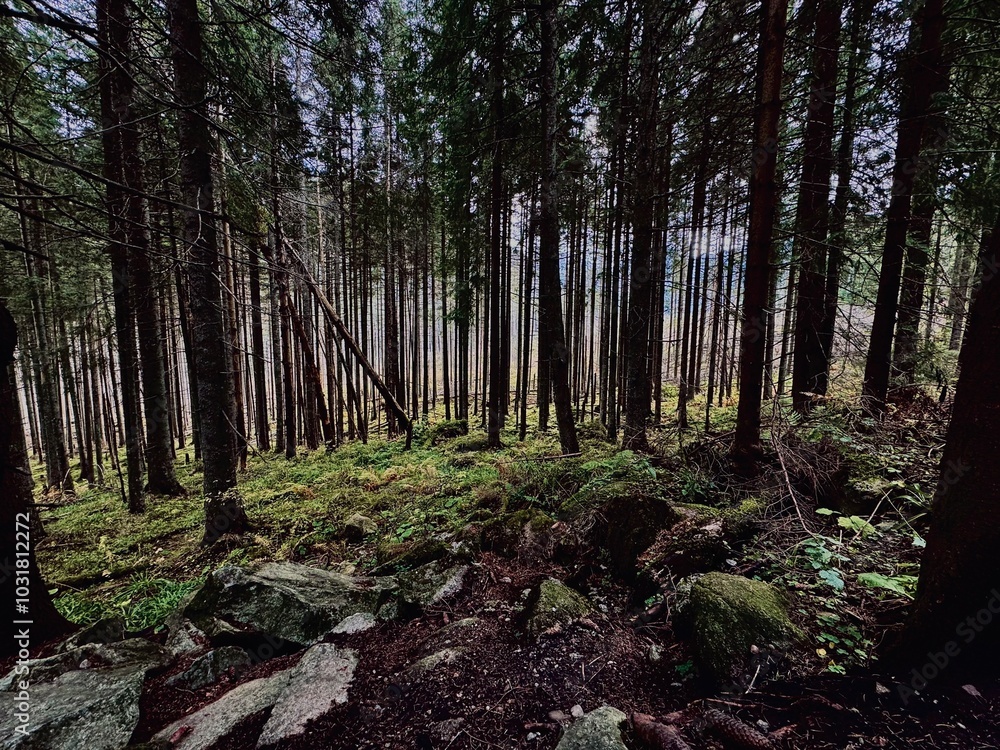 Obraz premium Beautiful coniferous grove: tall pines and firs create a lush, inviting atmosphere. Great for nature-inspired designs and peaceful retreat imagery.