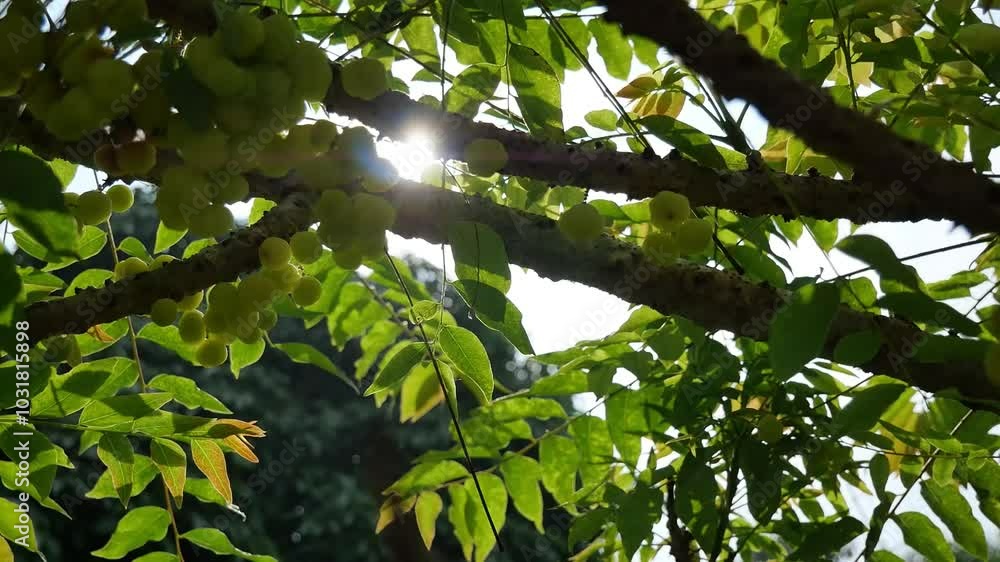 Sunlight shining through the branches of star gooseberries Sunlight shining through the branches of star gooseberries
