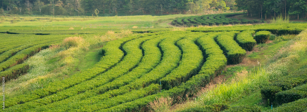 Banner Green tea tree leaves field young tender bud herbal Green tea tree in camellia sinensis organic farm. Panorama Fresh Tree tea leaf plant green nature in herbal farm background with Copy Space Banner Green tea tree leaves field young tender bud herbal Green tea tree in camellia sinensis organic farm. Panorama Fresh Tree tea leaf plant green nature in herbal farm background with Copy Space