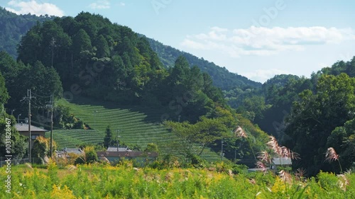 Beautiful Tea fields at Wazuka in Uji, Kyoto photo