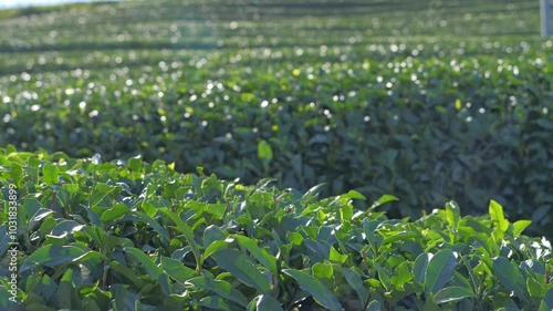 Tea plantation, close-up of fresh tea leaves, Uji, Kyoto, Japan photo