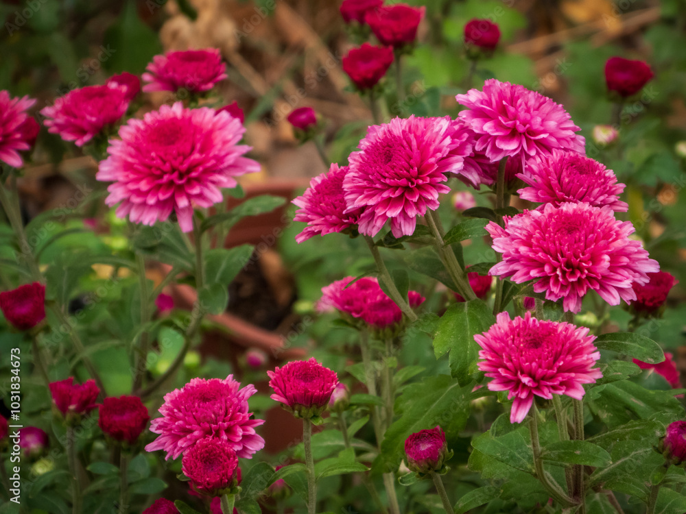 Closeup on red chrysanthemum flowers Closeup on red chrysanthemum flowers