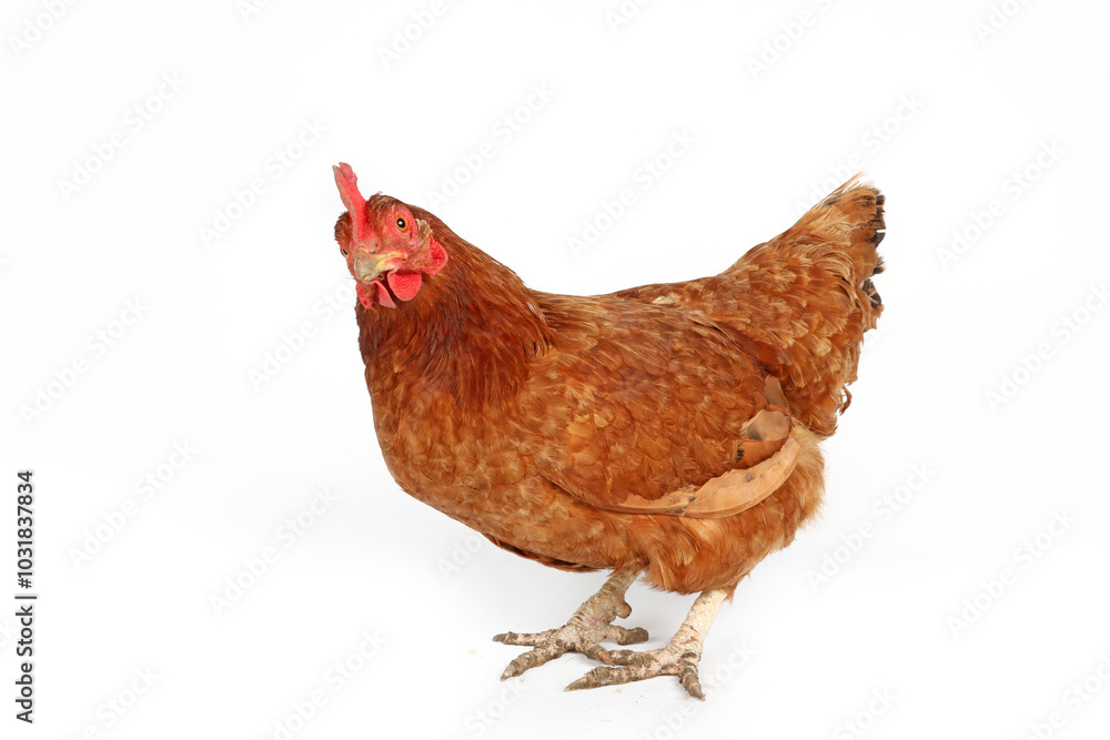 Fototapeta premium chicken isolated on white background 