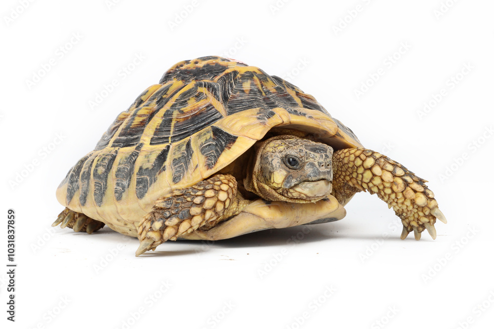 Obraz premium turtle isolated on white background 