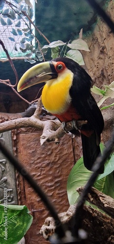 Ramphastos dicolorus, commonly known as the Red-breasted Toucan or Green-billed Toucan, is a vibrant bird species native to the Atlantic Forest of South America, particularly in Brazil, Paraguay, and  photo