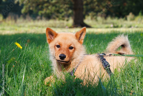 Finnish spitz dog puppy lying on green grass photo