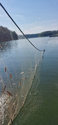 removing gillnets full of juvenile fish photo